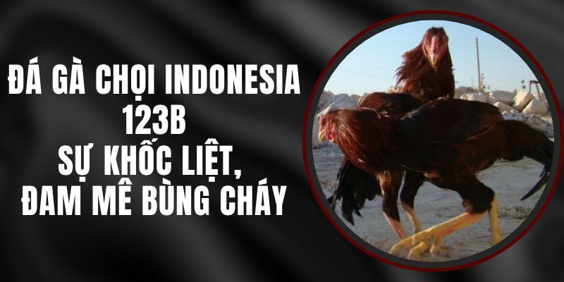 Đá Gà Chọi Indonesia 123B  – Sự Khốc Liệt, Đam Mê Bùng Cháy