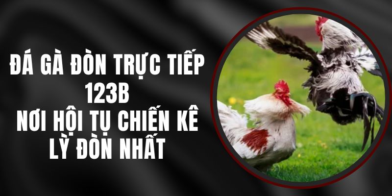 Đá Gà Đòn Trực Tiếp 123B – Nơi Hội Tụ Chiến Kê Lỳ Đòn Nhất