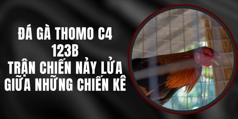 Đá Gà Thomo C4 123B – Trận Chiến Nảy Lửa Giữa Những Chiến Kê